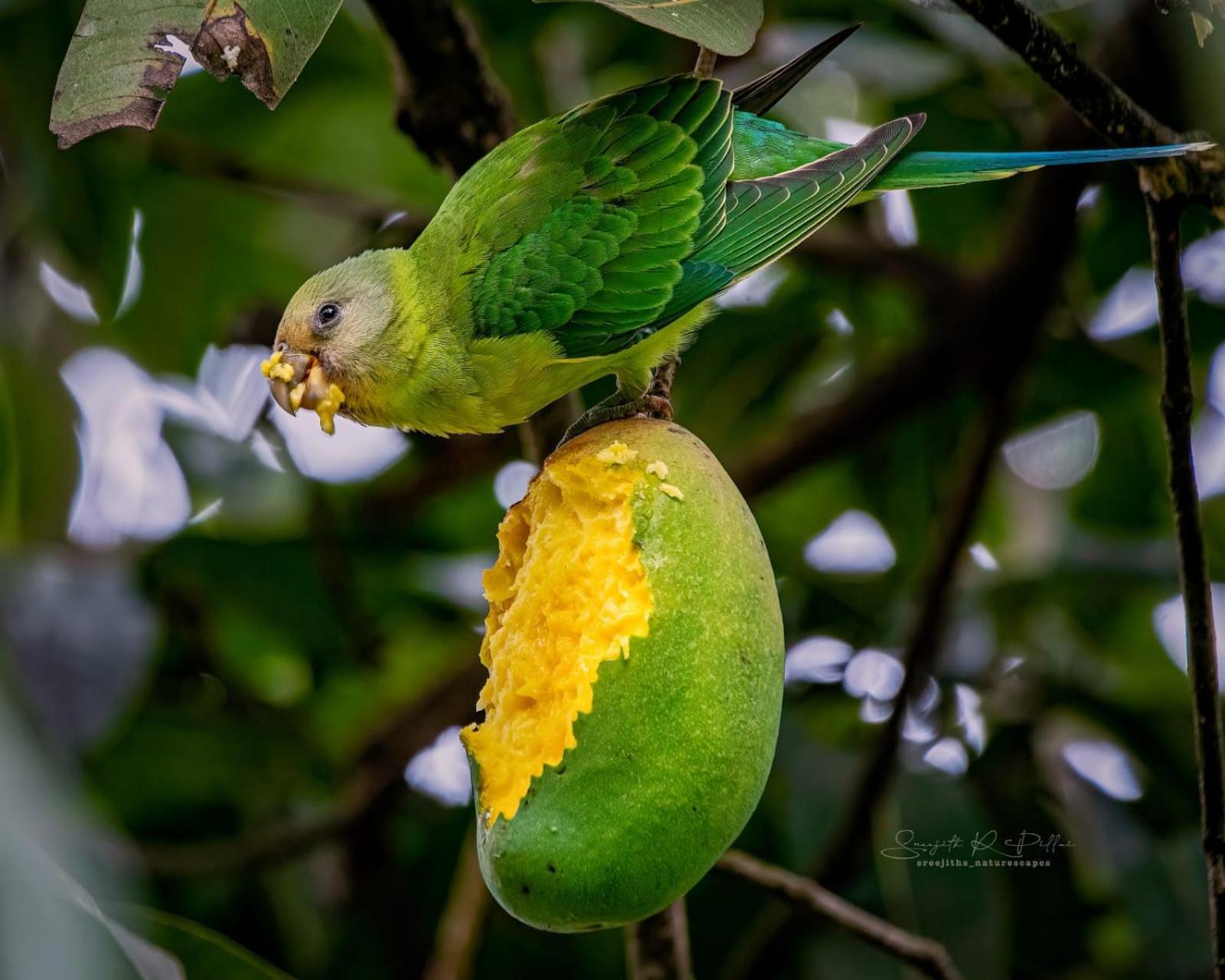 Nature Tones By Brdge Hospitality Maraiyūr Esterno foto